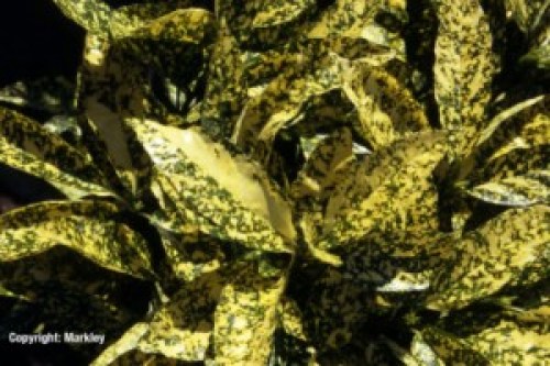 Aucuba japonica